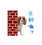 Cavalier King Charles Spaniel-nami（個別スタンプ：34）