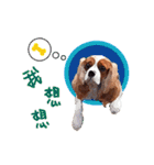 Cavalier King Charles Spaniel-nami（個別スタンプ：35）