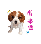 Cavalier King Charles Spaniel-nami（個別スタンプ：36）