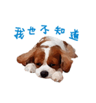 Cavalier King Charles Spaniel-nami（個別スタンプ：37）