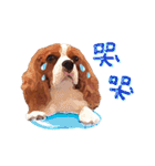 Cavalier King Charles Spaniel-nami（個別スタンプ：39）