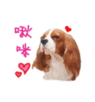 Cavalier King Charles Spaniel-nami（個別スタンプ：40）