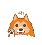 Sheltie's daily life（個別スタンプ：1）