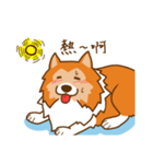 Sheltie's daily life（個別スタンプ：5）