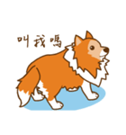 Sheltie's daily life（個別スタンプ：31）