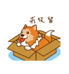 Sheltie's daily life（個別スタンプ：37）