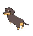 Dachshund Kuji（個別スタンプ：1）