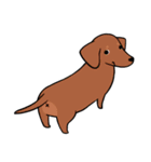 Dachshund Kuji（個別スタンプ：3）