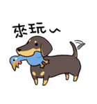 Dachshund Kuji（個別スタンプ：5）