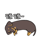 Dachshund Kuji（個別スタンプ：14）