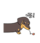 Dachshund Kuji（個別スタンプ：33）