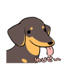 Dachshund Kuji（個別スタンプ：40）