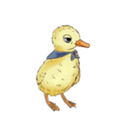 Duck Vilim（個別スタンプ：21）