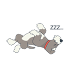 Suri the Schnauzer（個別スタンプ：7）