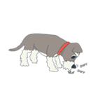 Suri the Schnauzer（個別スタンプ：9）