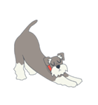 Suri the Schnauzer（個別スタンプ：14）