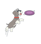 Suri the Schnauzer（個別スタンプ：19）