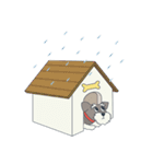 Suri the Schnauzer（個別スタンプ：27）
