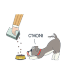 Suri the Schnauzer（個別スタンプ：38）