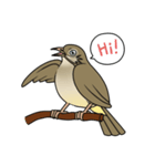 Streak-eared bulbul bird（個別スタンプ：1）