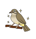 Streak-eared bulbul bird（個別スタンプ：3）