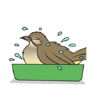 Streak-eared bulbul bird（個別スタンプ：4）