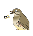 Streak-eared bulbul bird（個別スタンプ：8）