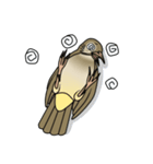 Streak-eared bulbul bird（個別スタンプ：12）