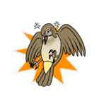 Streak-eared bulbul bird（個別スタンプ：13）