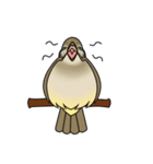 Streak-eared bulbul bird（個別スタンプ：14）