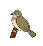 Streak-eared bulbul bird（個別スタンプ：15）