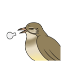 Streak-eared bulbul bird（個別スタンプ：16）