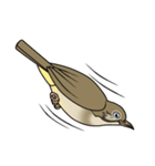 Streak-eared bulbul bird（個別スタンプ：18）