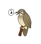 Streak-eared bulbul bird（個別スタンプ：21）