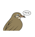 Streak-eared bulbul bird（個別スタンプ：23）