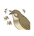 Streak-eared bulbul bird（個別スタンプ：25）