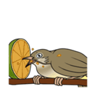 Streak-eared bulbul bird（個別スタンプ：26）