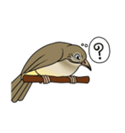 Streak-eared bulbul bird（個別スタンプ：27）