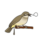 Streak-eared bulbul bird（個別スタンプ：30）