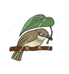 Streak-eared bulbul bird（個別スタンプ：32）