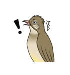 Streak-eared bulbul bird（個別スタンプ：35）