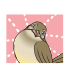 Streak-eared bulbul bird（個別スタンプ：36）