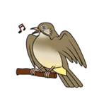 Streak-eared bulbul bird（個別スタンプ：39）