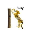 Cheetah（個別スタンプ：35）