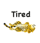 Cheetah（個別スタンプ：40）