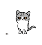 Little cotton candy cat（個別スタンプ：1）