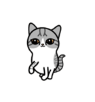 Little cotton candy cat（個別スタンプ：11）