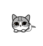 Little cotton candy cat（個別スタンプ：16）