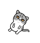 Little cotton candy cat（個別スタンプ：19）