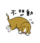 Chubby Beagle（個別スタンプ：35）